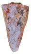 Partial, Serrated Phytosaur (Redondasaurus) Tooth - Arizona #62424-1